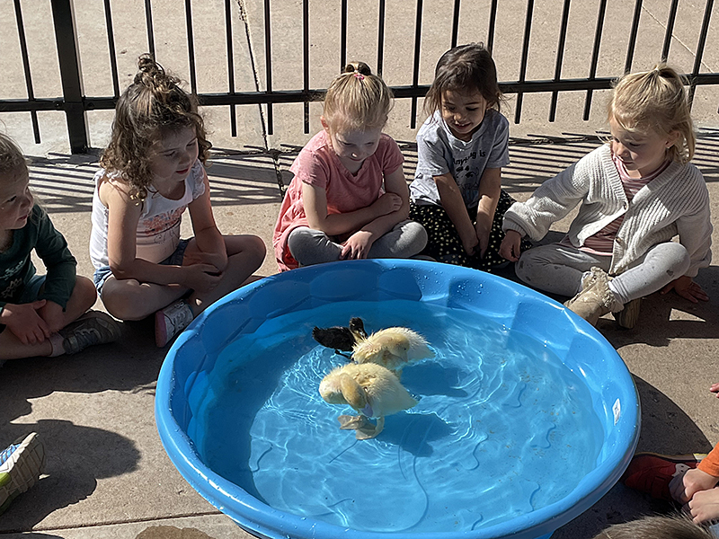 FRCS preschool children interact with ducks