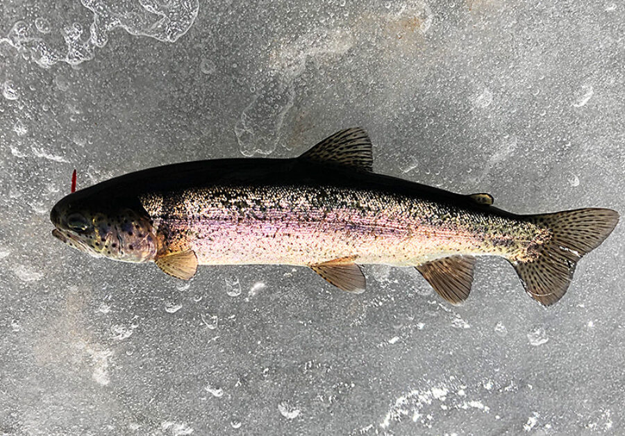 rainbow trout caught by Mr. Ron while fly fishing in February