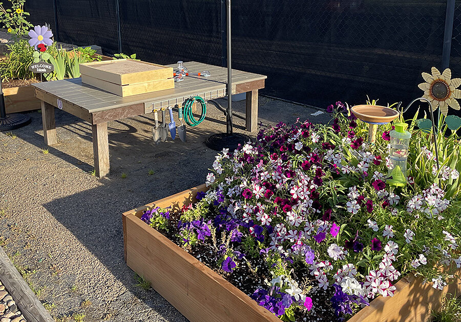 flowers bloom in the ECE Alley Cats Garden and Picnic Area