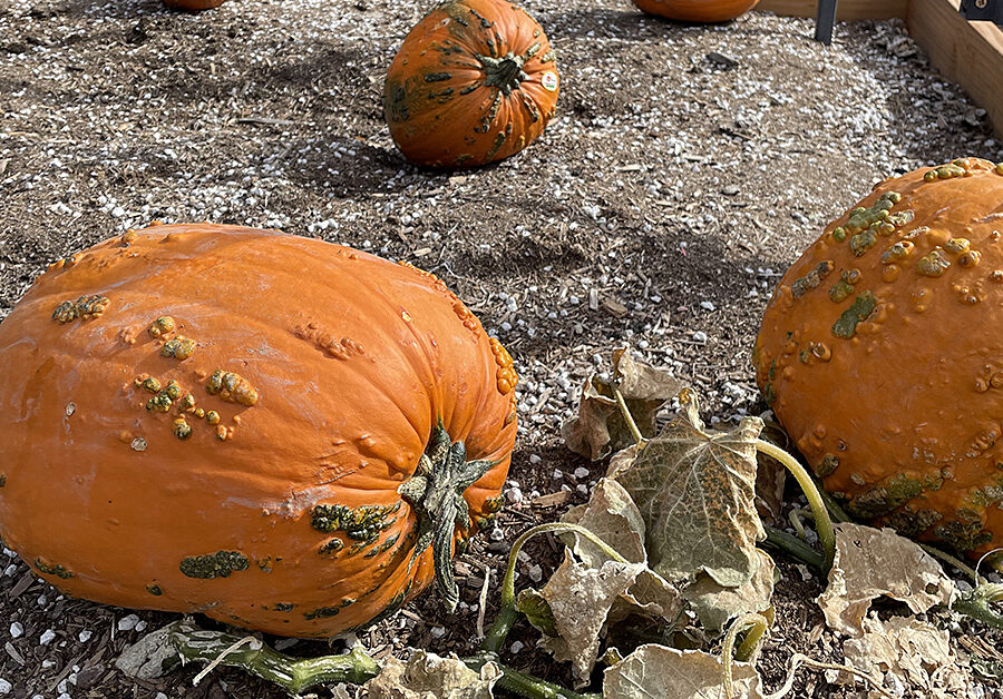 Alley Cats Pumpkin Patch