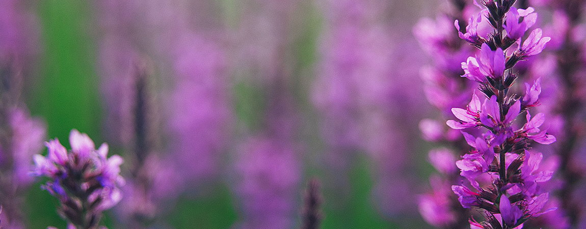 purple flowers photo by Aaron Burden via unsplash