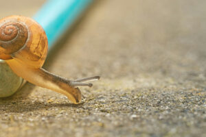 photo of snail by Pascal VanDeVendel via unsplash